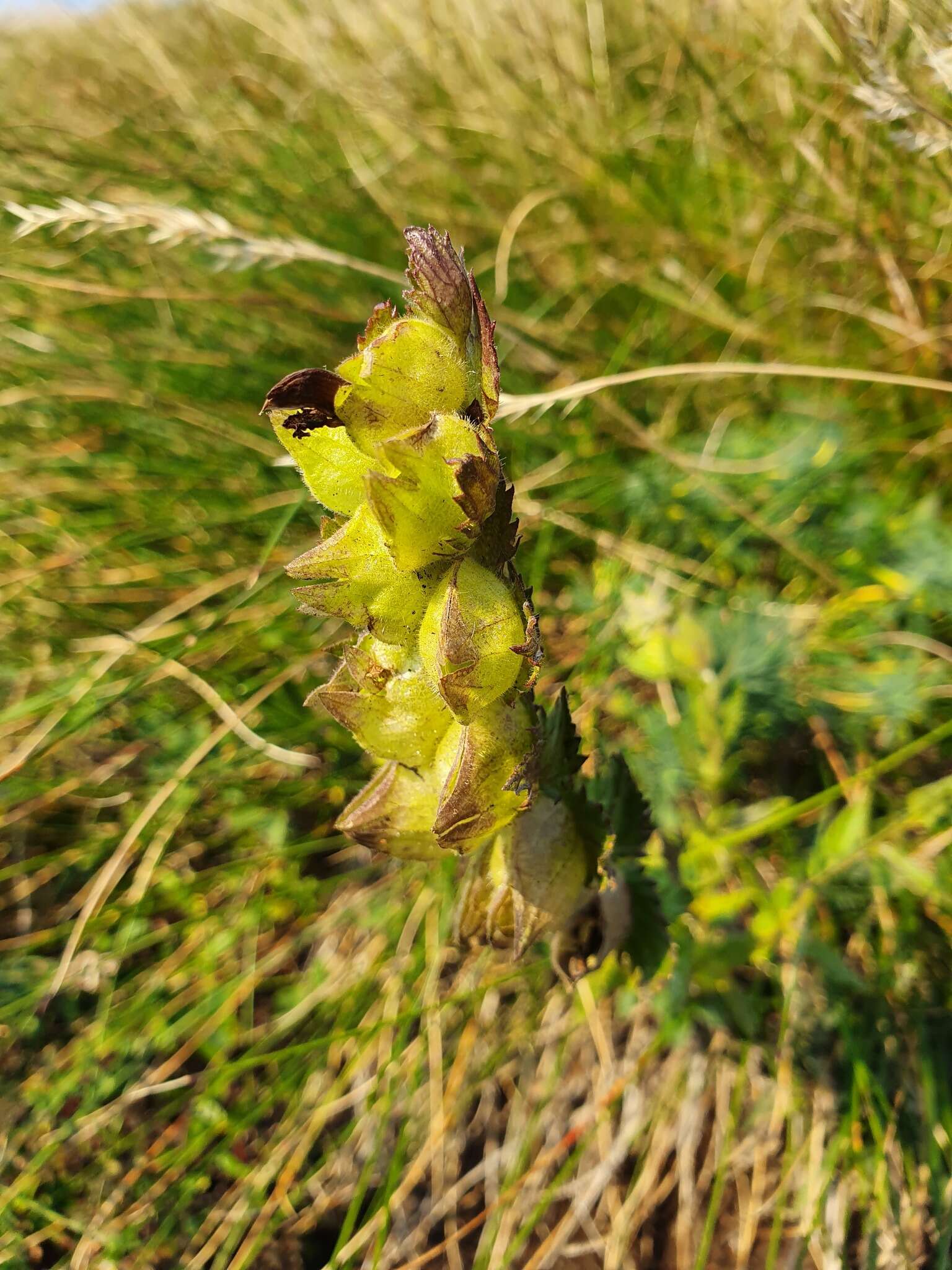 Image of Rhinanthus rumelicus Velen.