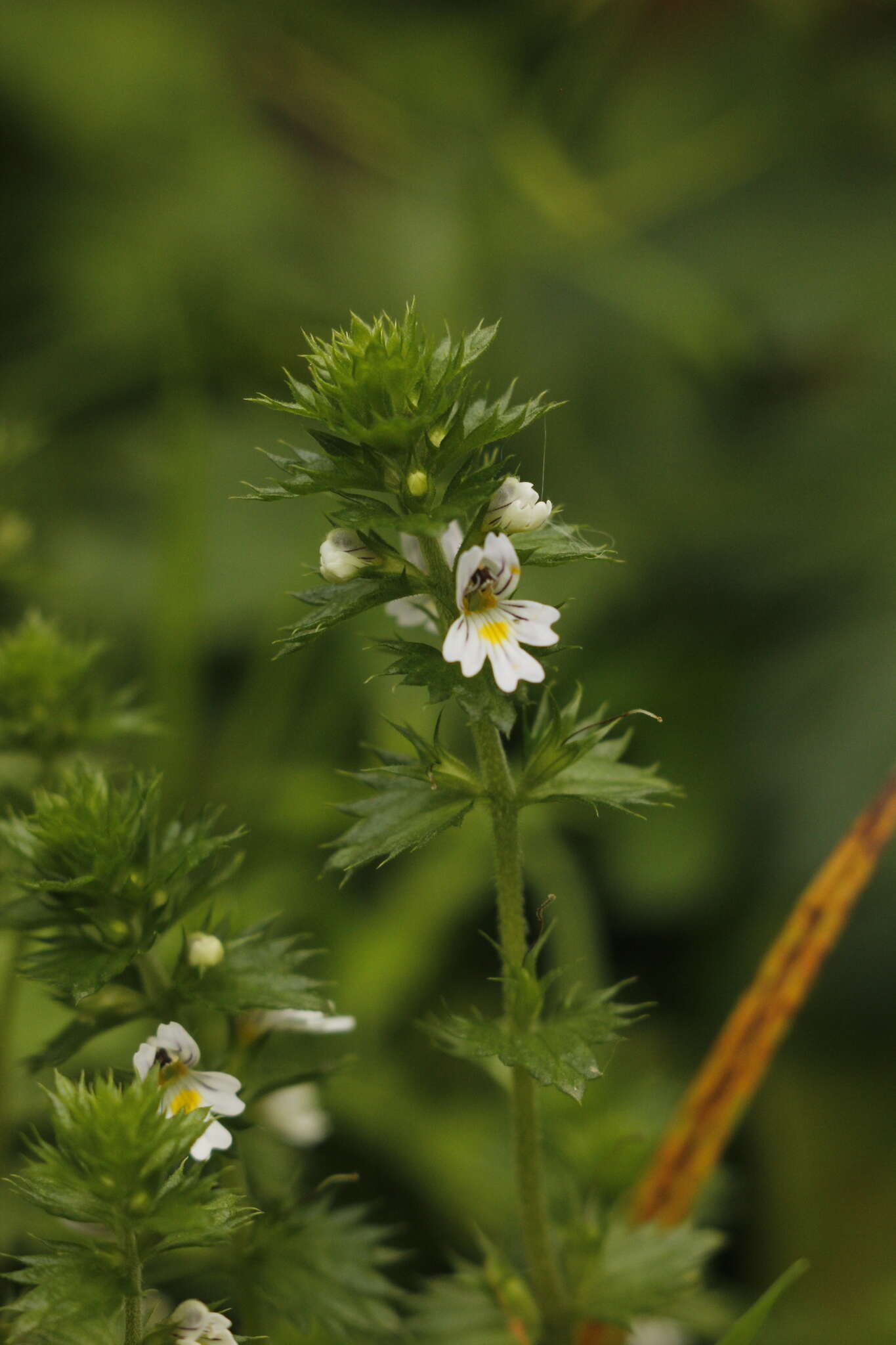 Imagem de Euphrasia stricta D. Wolff ex J. F. Lehm.