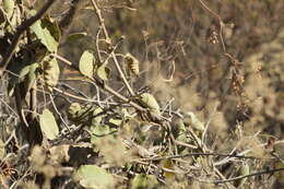 صورة Marsdenia mexicana Decne.