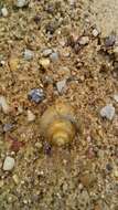 Image of Lister's River Snail