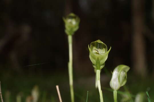 Слика од Pterostylis curta R. Br.