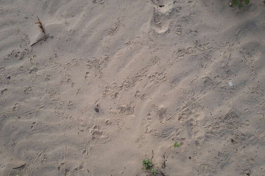 Image of Gulf Coast Kangaroo Rat