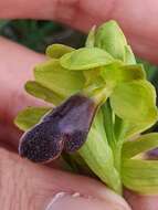 Image of Ophrys omegaifera subsp. hayekii (H. Fleischm. & Soó) Kreutz