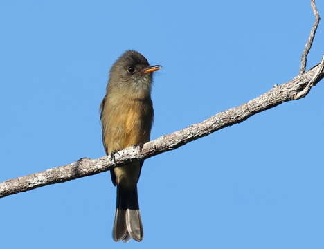 Contopus latirostris blancoi (Cabanis 1875)的圖片