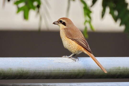 Image of Brown Shrike