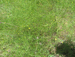 Image of broomweed