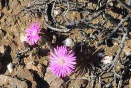 Слика од Cephalophyllum curtophyllum (L. Bol.) Schwant.