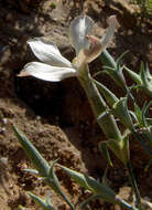 صورة Dianthus monadelphus Vent.