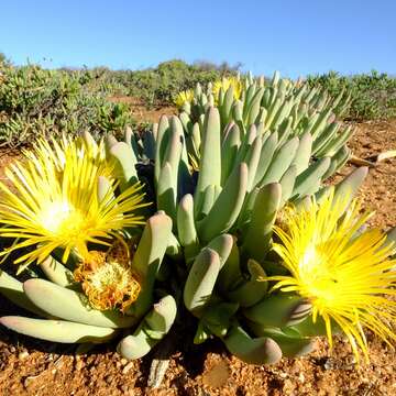 Image of Cheiridopsis denticulata (Haw.) N. E. Br.