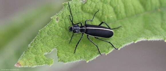 Image of Epicauta (Epicauta) cinctipennis (Chevrolat 1834)