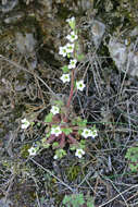 Imagem de Saxifraga latepetiolata Willk.