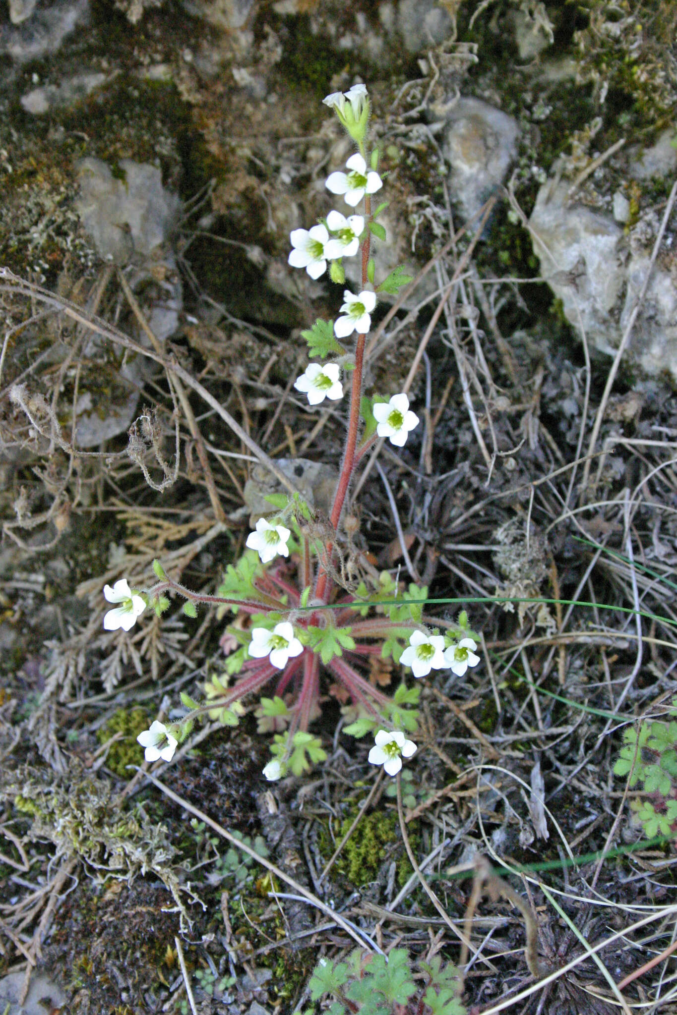 Plancia ëd Saxifraga latepetiolata Willk.