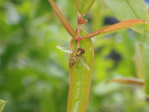 Image of Common Oblique Syrphid