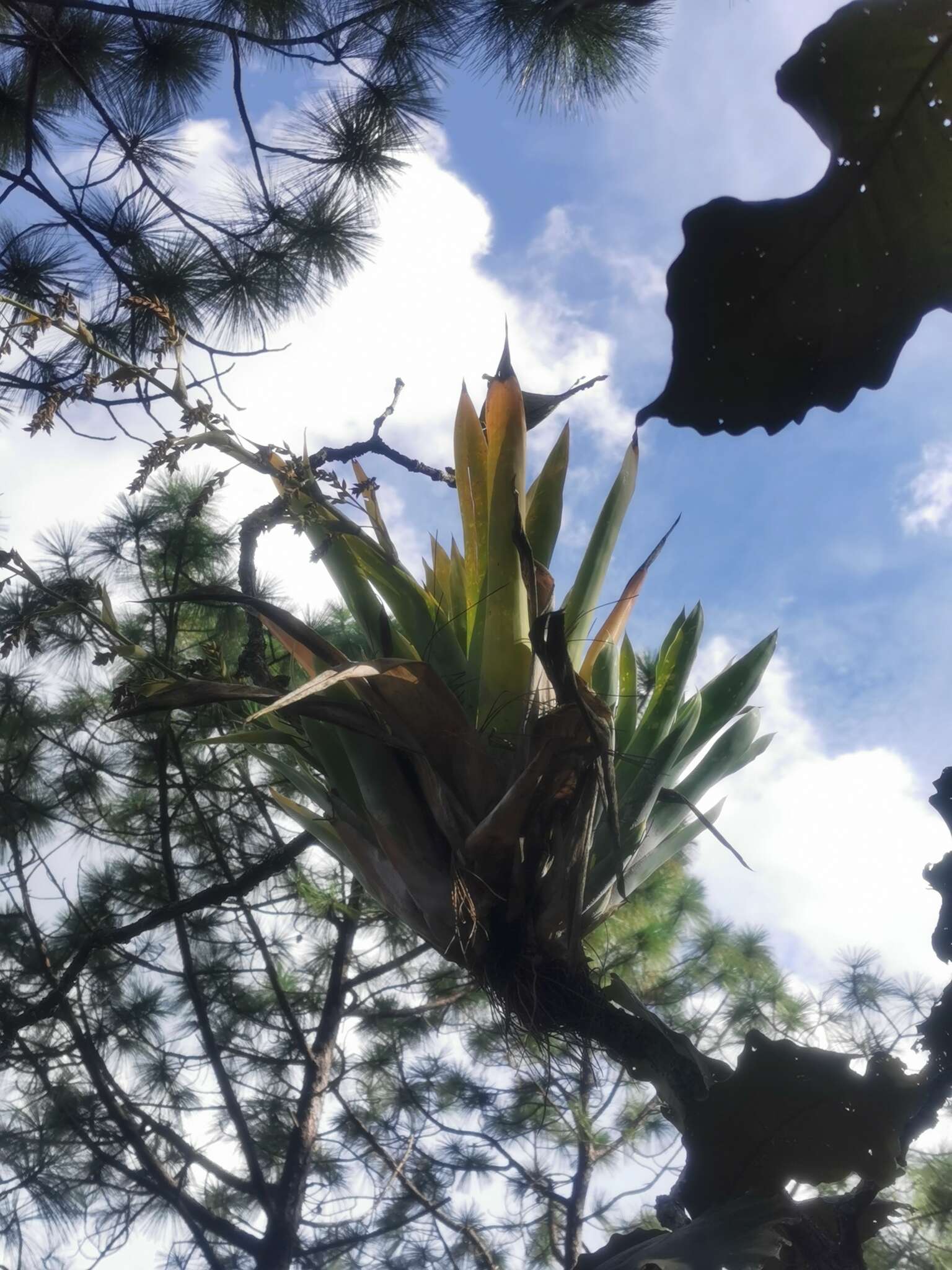 Image of Catopsis paniculata É. Morren