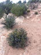 Image of Central Texas Whipsnake