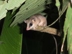 Image of Robinson's Mouse Opossum