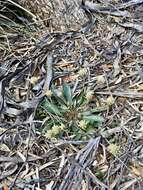 Image of Ptilotus seminudus (J. M. Black) J. M. Black