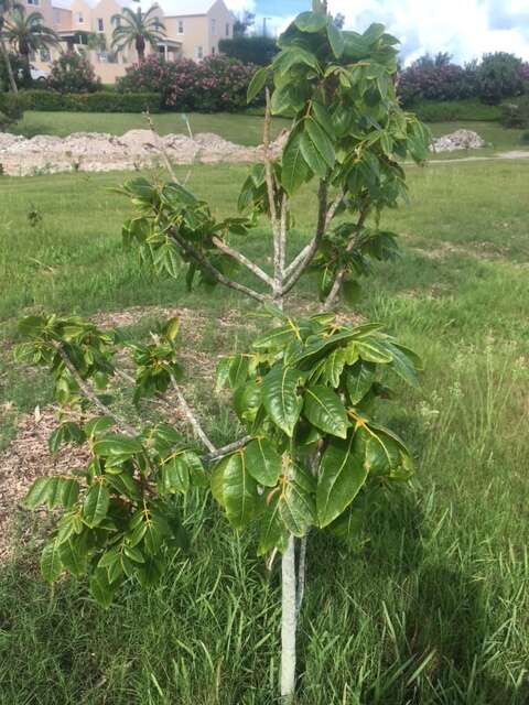 Imagem de Zanthoxylum flavum Vahl