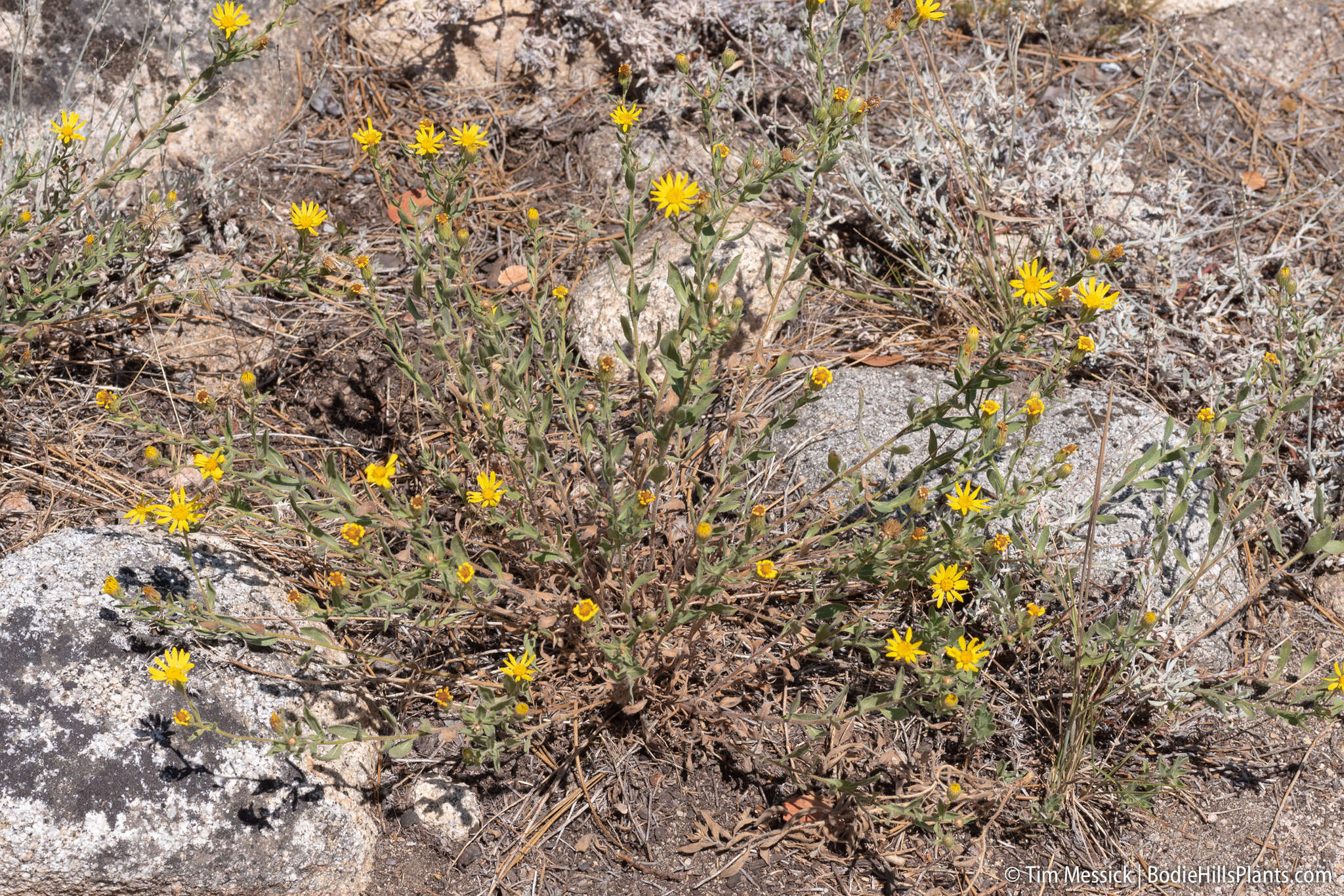 Image of Heterotheca orovillosa G. L. Nesom