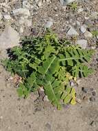 Image of Sonchus latifolius (Lowe) R. Jardim & M. Seq.