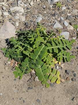 Image of Sonchus latifolius (Lowe) R. Jardim & M. Seq.