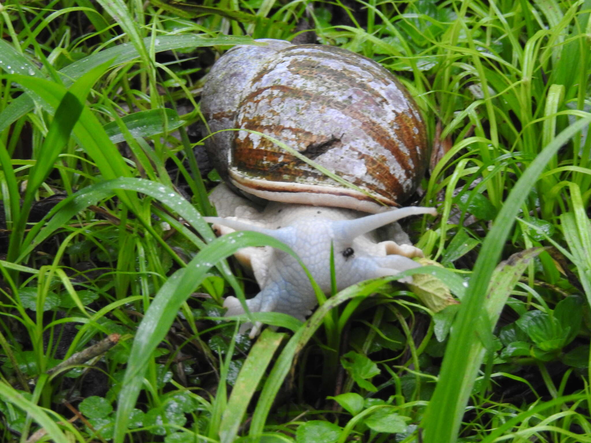 صورة Megalobulimus dryades Fontenelle, Simone & Cavallari 2021