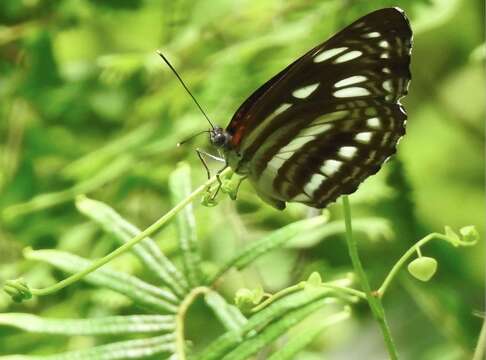 Phaedyma columella Cramer 1782 resmi