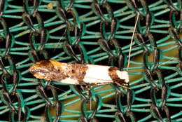 Image of Blotched monopis moth