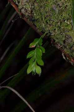 Image de Tmesipteris lanceolata Dangeard