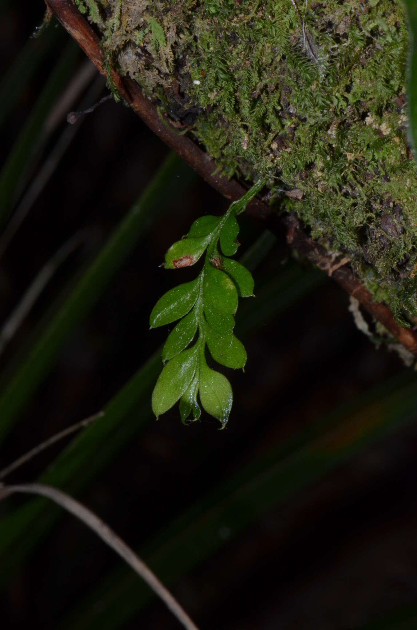 Image of Tmesipteris lanceolata Dangeard