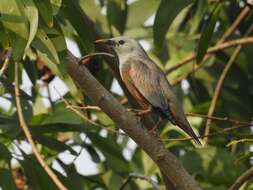 Image of Malabar Starling