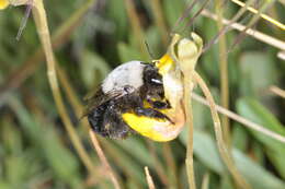 Image of Centris cineraria Smith 1854