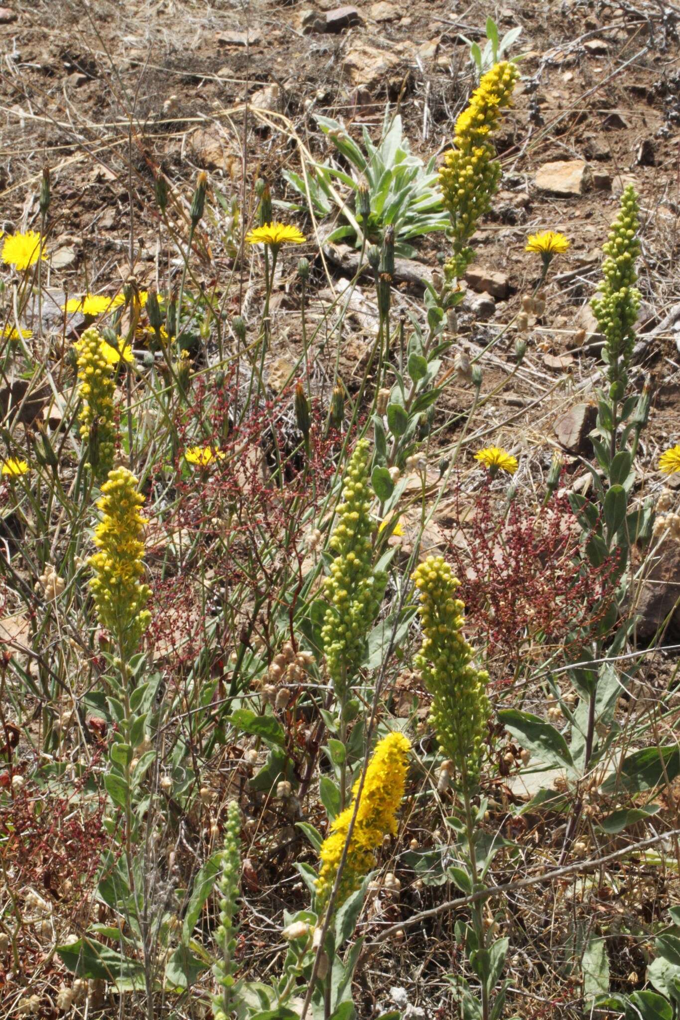 Image of California goldenrod