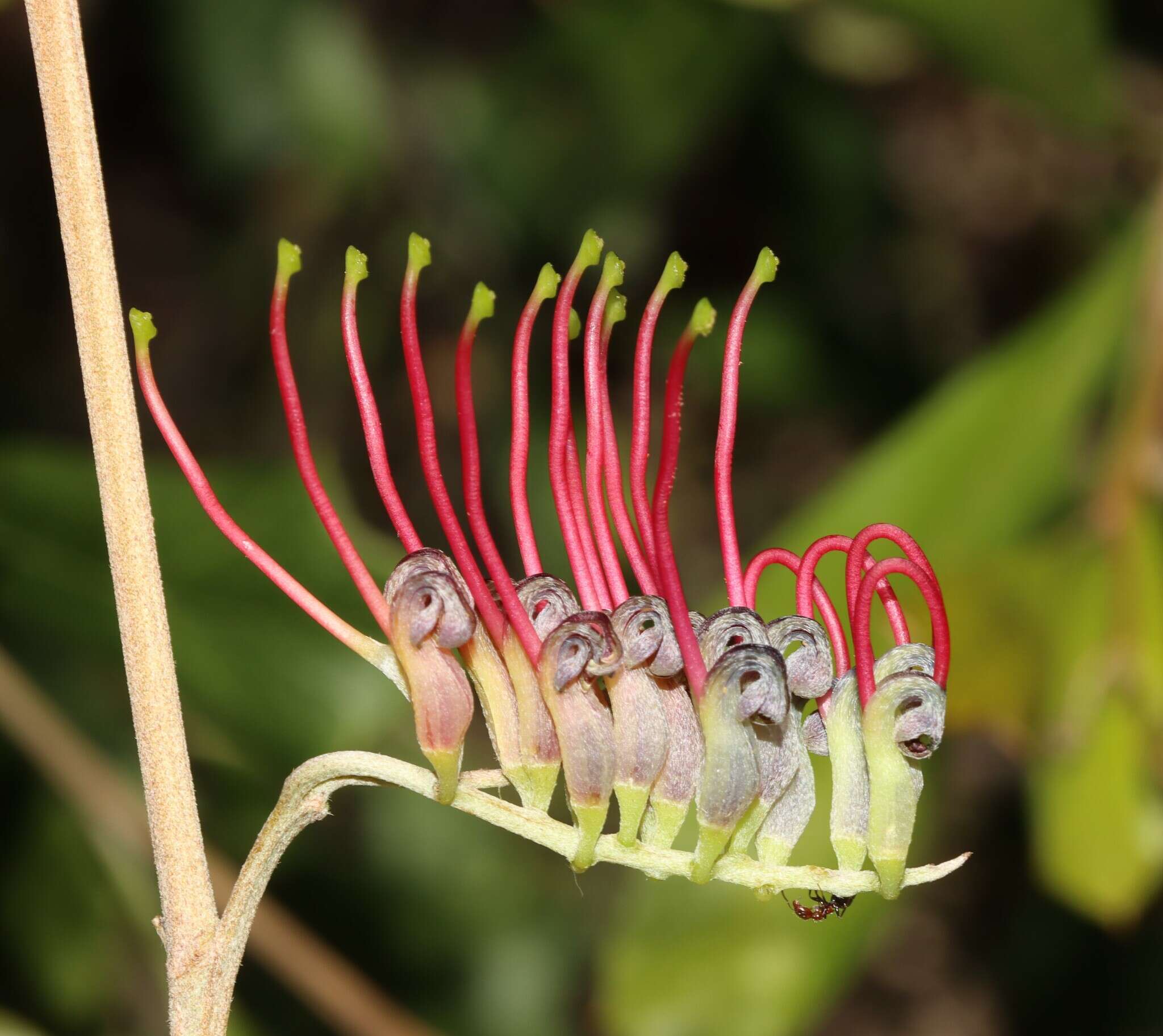 Image of Grevillea ilicifolia subsp. ilicifolia