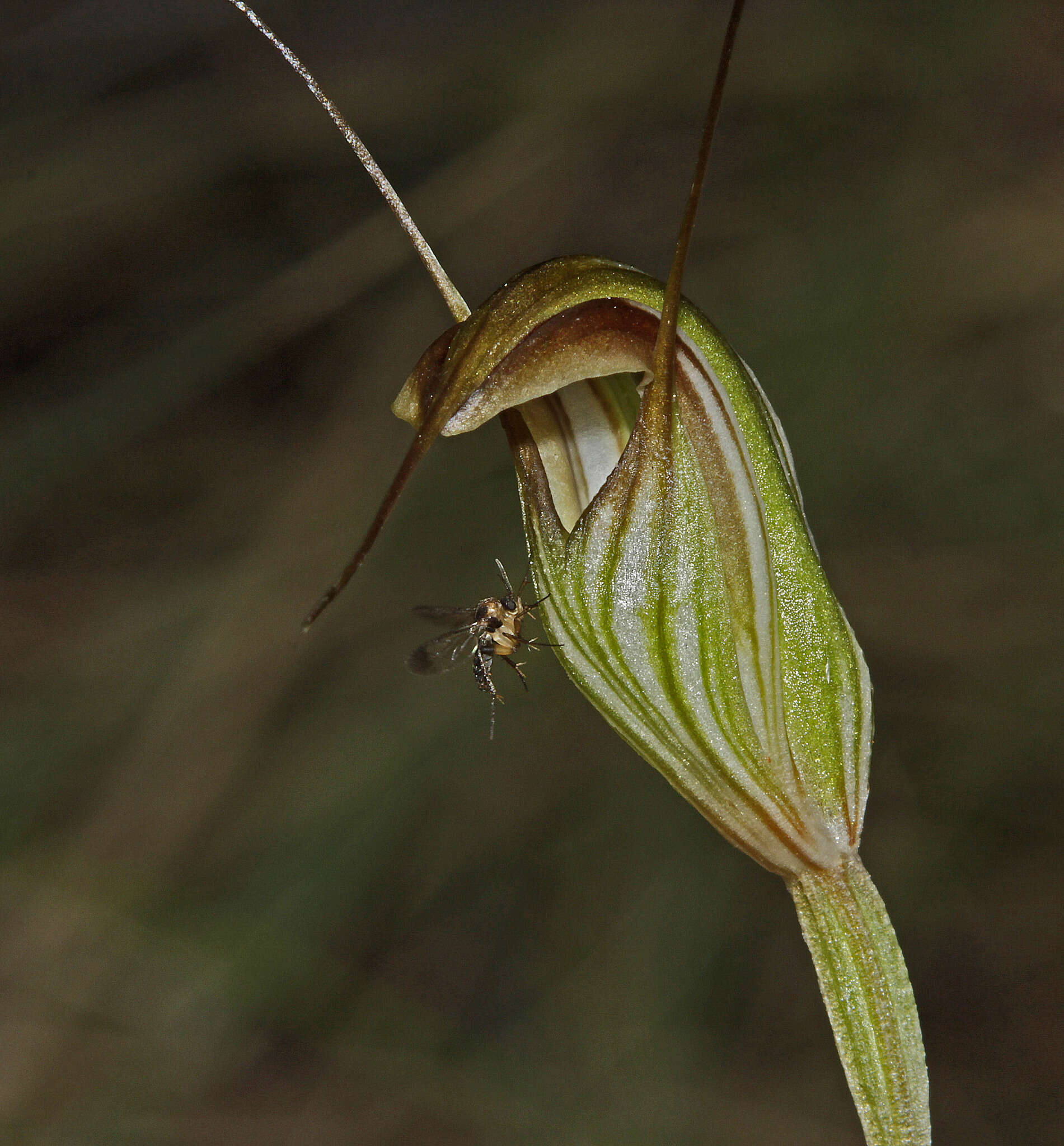 Image of Fisch's greenhood