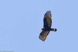 Image of Zone-tailed Hawk