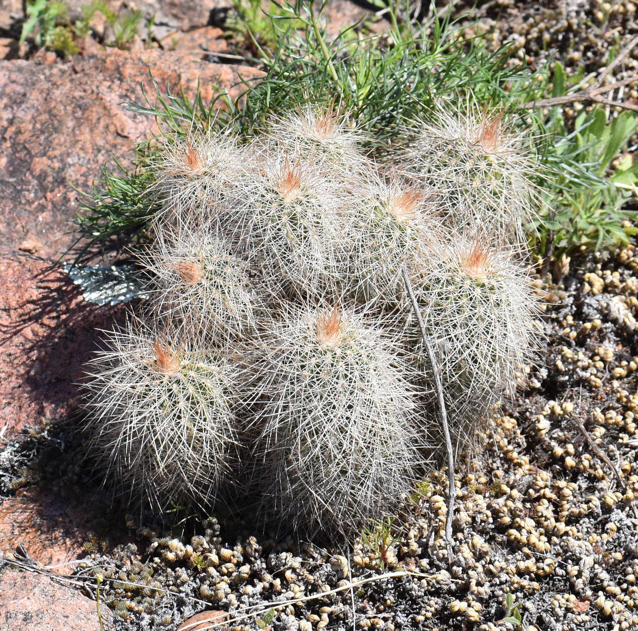 Image of Echinocereus reichenbachii var. baileyi (Rose) N. P. Taylor