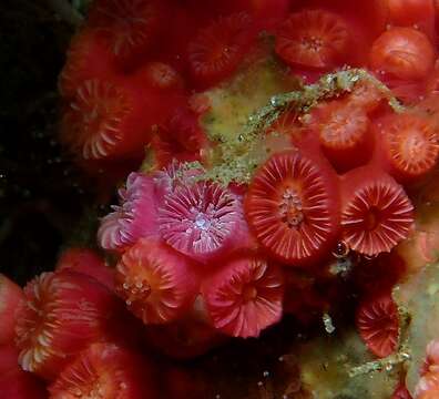 Image of encrusting star coral