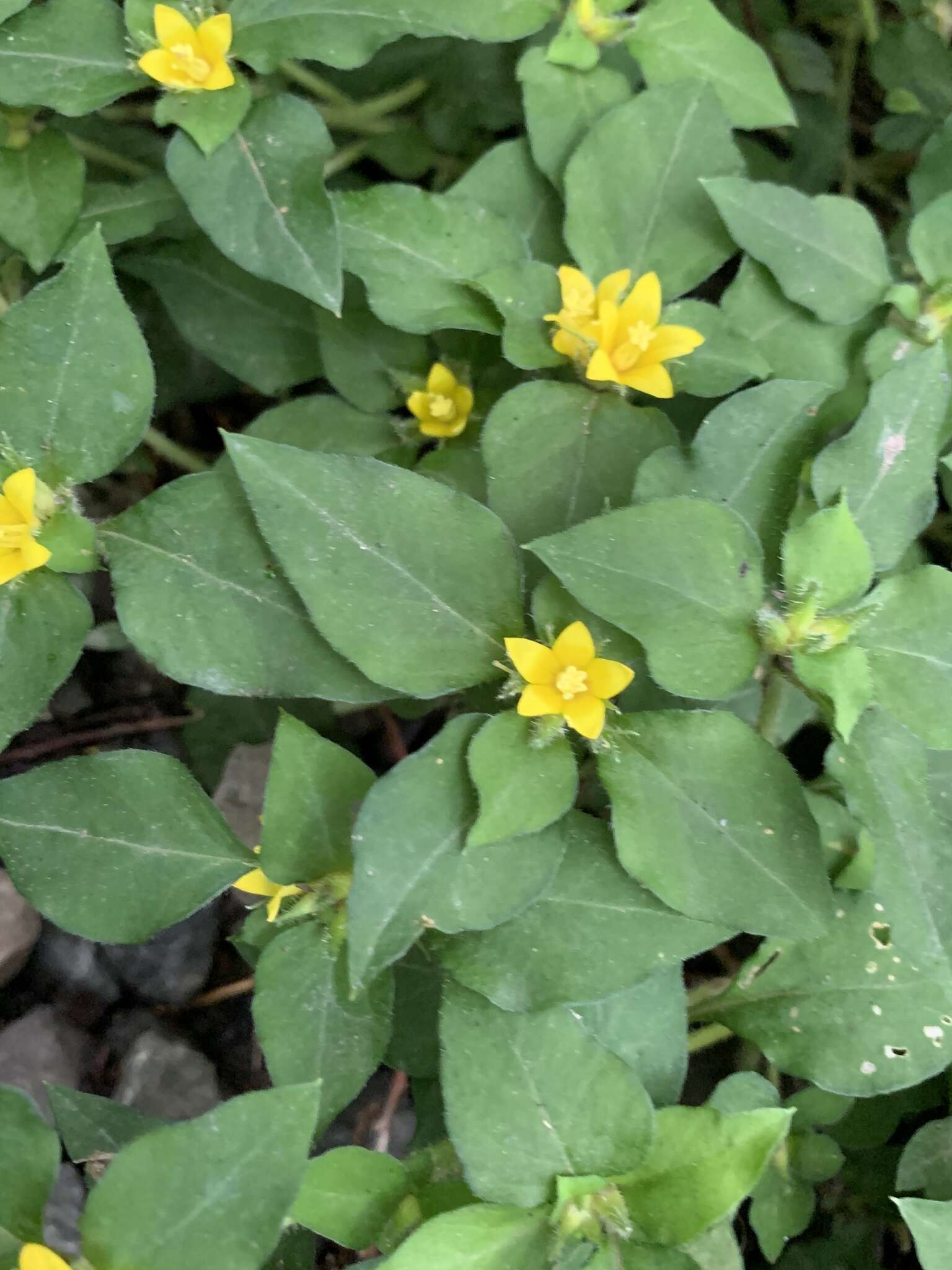 Plancia ëd Lysimachia congestiflora Hemsl.