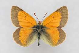 Image of Colias stoliczkana Moore 1878