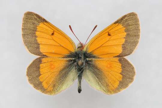 Image of Colias stoliczkana Moore 1878