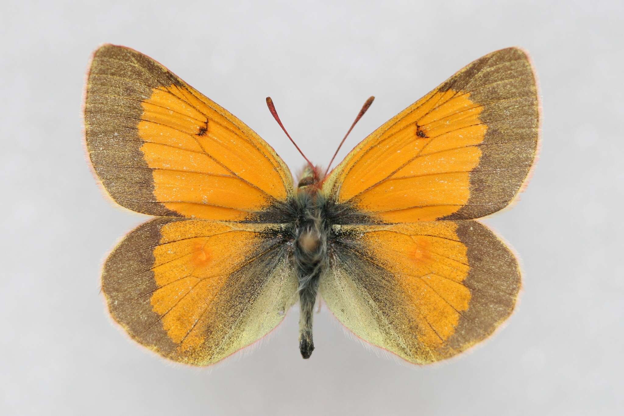 Image of Colias stoliczkana Moore 1878