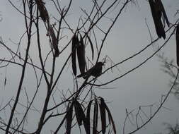 Image of Malaysian Pied Fantail