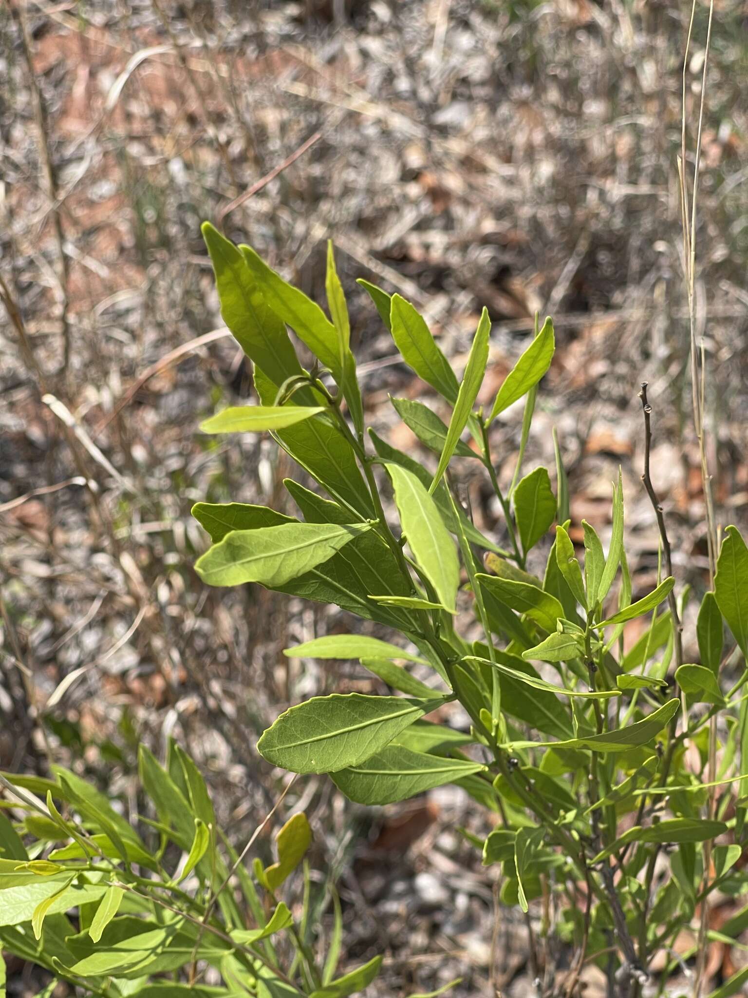 Image of Salacia rehmannii Schinz