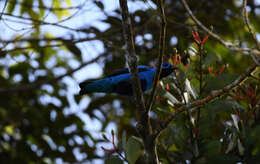 Слика од Cotinga nattererii (Boissonneau 1840)