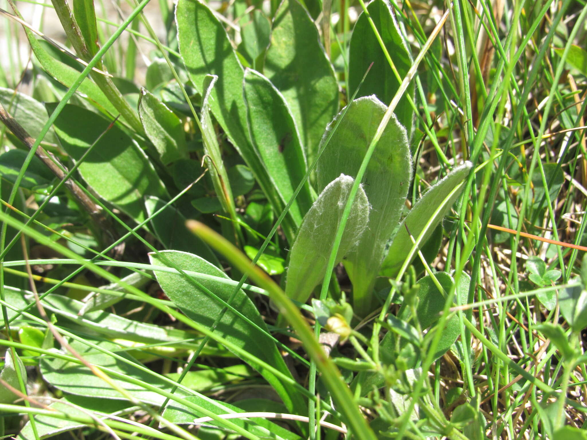 Imagem de Antennaria carpatica (Wahlenb.) Bluff & Fing.