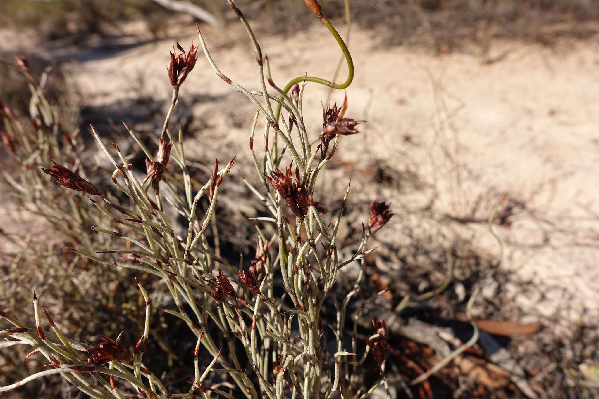 Image of Apodasmia brownii (Hook. fil.) B. G. Briggs & L. A. S. Johnson