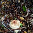 Слика од Austropaxillus boletinoides (Singer) Bresinsky & Jarosch 1999