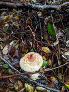 Plancia ëd Austropaxillus boletinoides (Singer) Bresinsky & Jarosch 1999