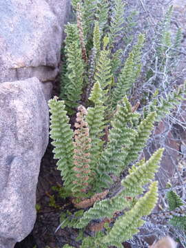 Plancia ëd Cheilanthes contracta Kunze